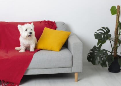 Pet Friendly Fabric