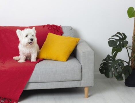 Pet Friendly Fabric