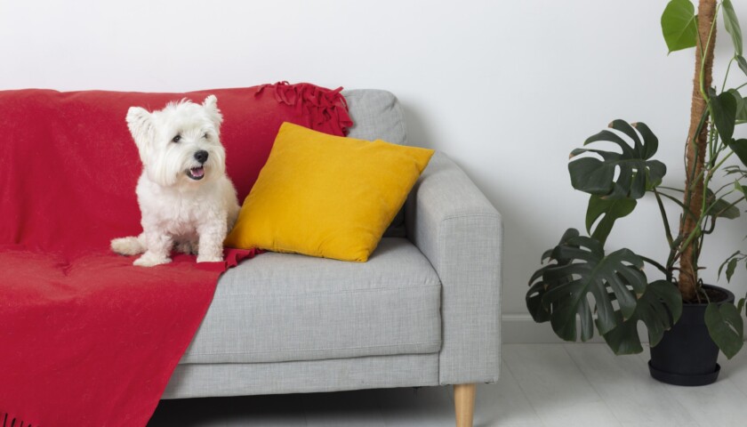 Best Pet-Friendly Fabrics to Choose for Re-Upholstery in Sydney Homes